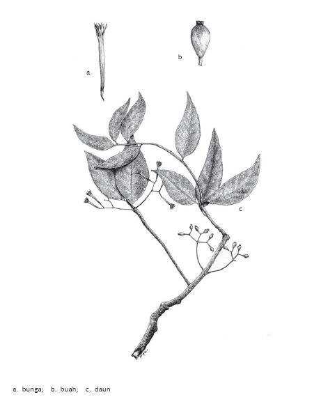 Image of Amyema anisomeres