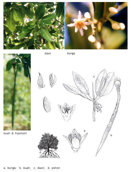 Image of Rhizophora mucronata