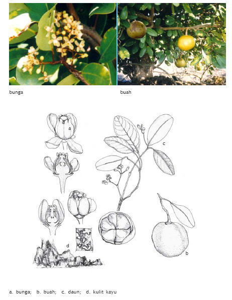 Image of Xylocarpus granatum