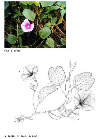 Image of Ipomoea pes-caprae