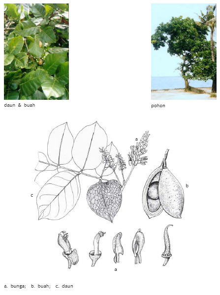 Image of Pogamia pinnata