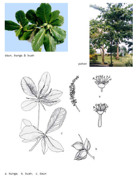 Image of Terminalia catappa