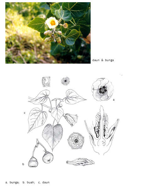 Image of Thespesia populnea